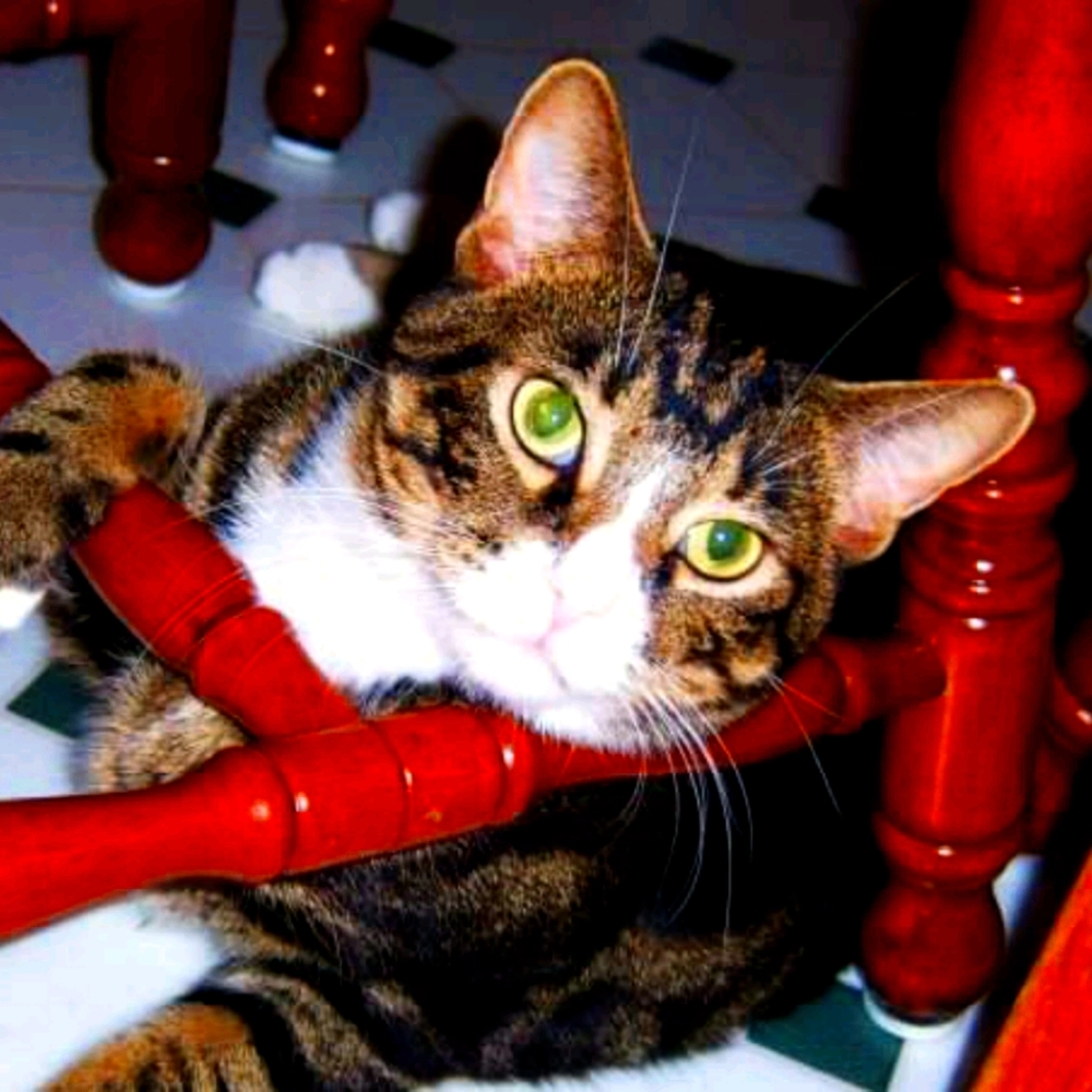 R.I.P Mr. Oscar Snuggles